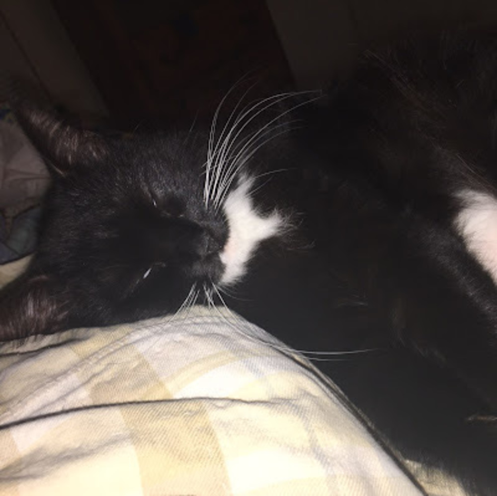 Meet your Posher, Laken